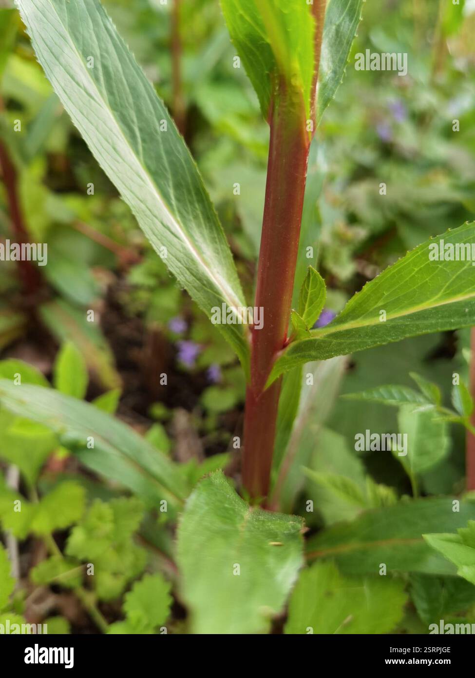 Weidenhirte (Epilobium), Plantae, Emilienhofstraße 2, 37154 Northeim, Deutschland, I. glandulifera in der Nähe eines Grabens Stockfoto
