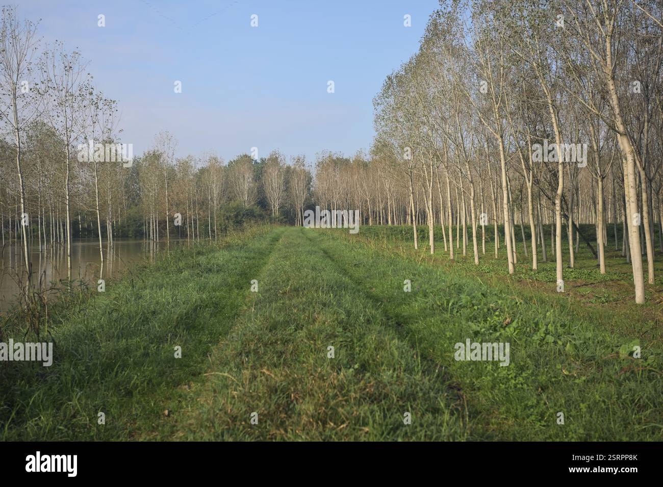 Grasbewachsener Pfad auf einem Damm, der von überfluteten Hainen in der italienischen Landschaft begrenzt wird Stockfoto