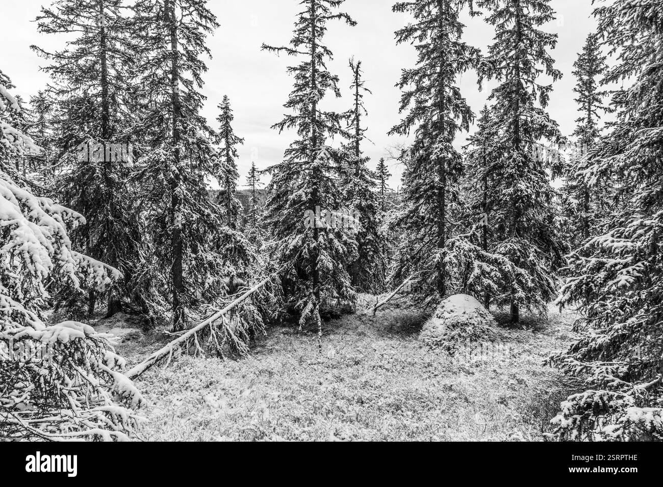Waldfotografie des nordwestlichen Teils des Naturparks Svartdalstjerna Lakes Urwald in Totenåsen Hills, Norwegen, im November 2024. Stockfoto