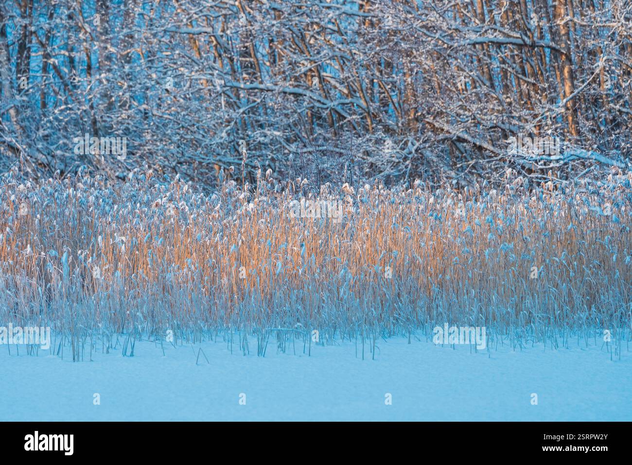 Gefrorenes Stroh am Slomma Lake, Toten, Norwegen, im Dezember. Stockfoto