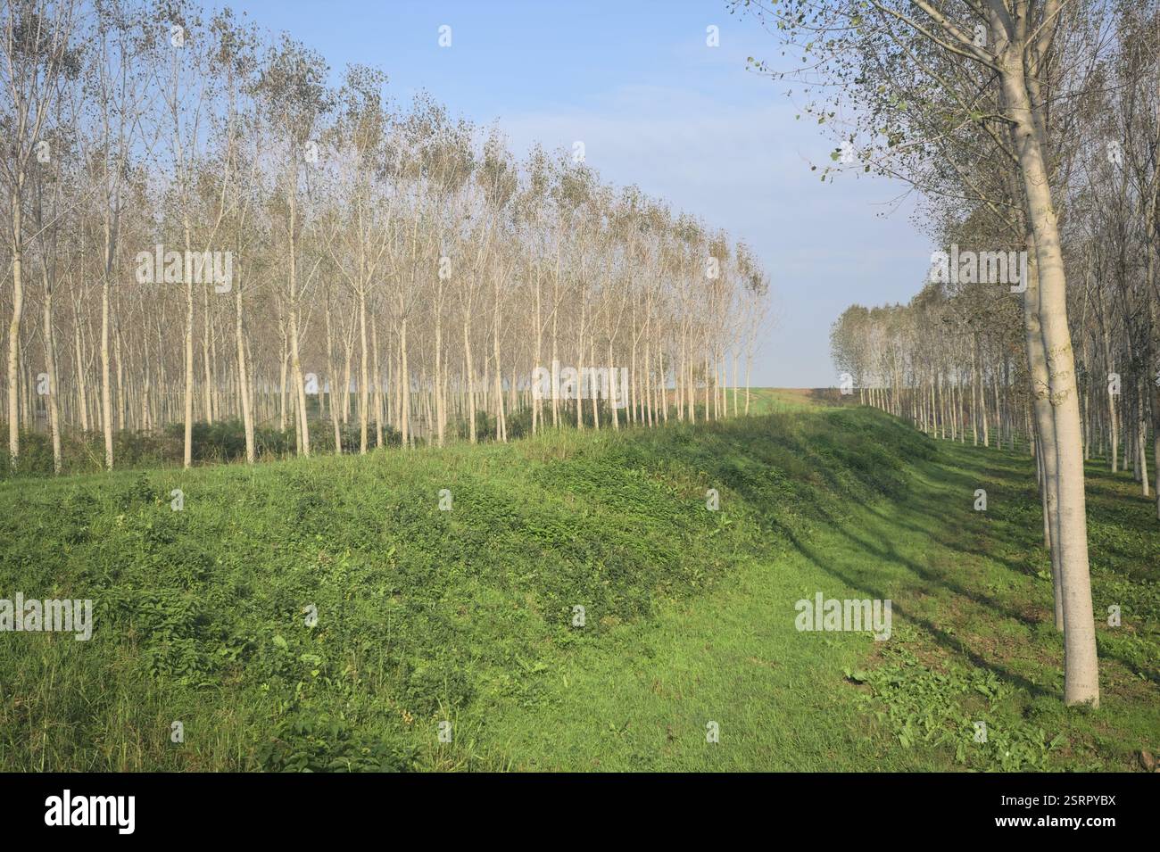 Grasbewachsener Pfad auf einem Damm, der von überfluteten Hainen in der italienischen Landschaft begrenzt wird Stockfoto