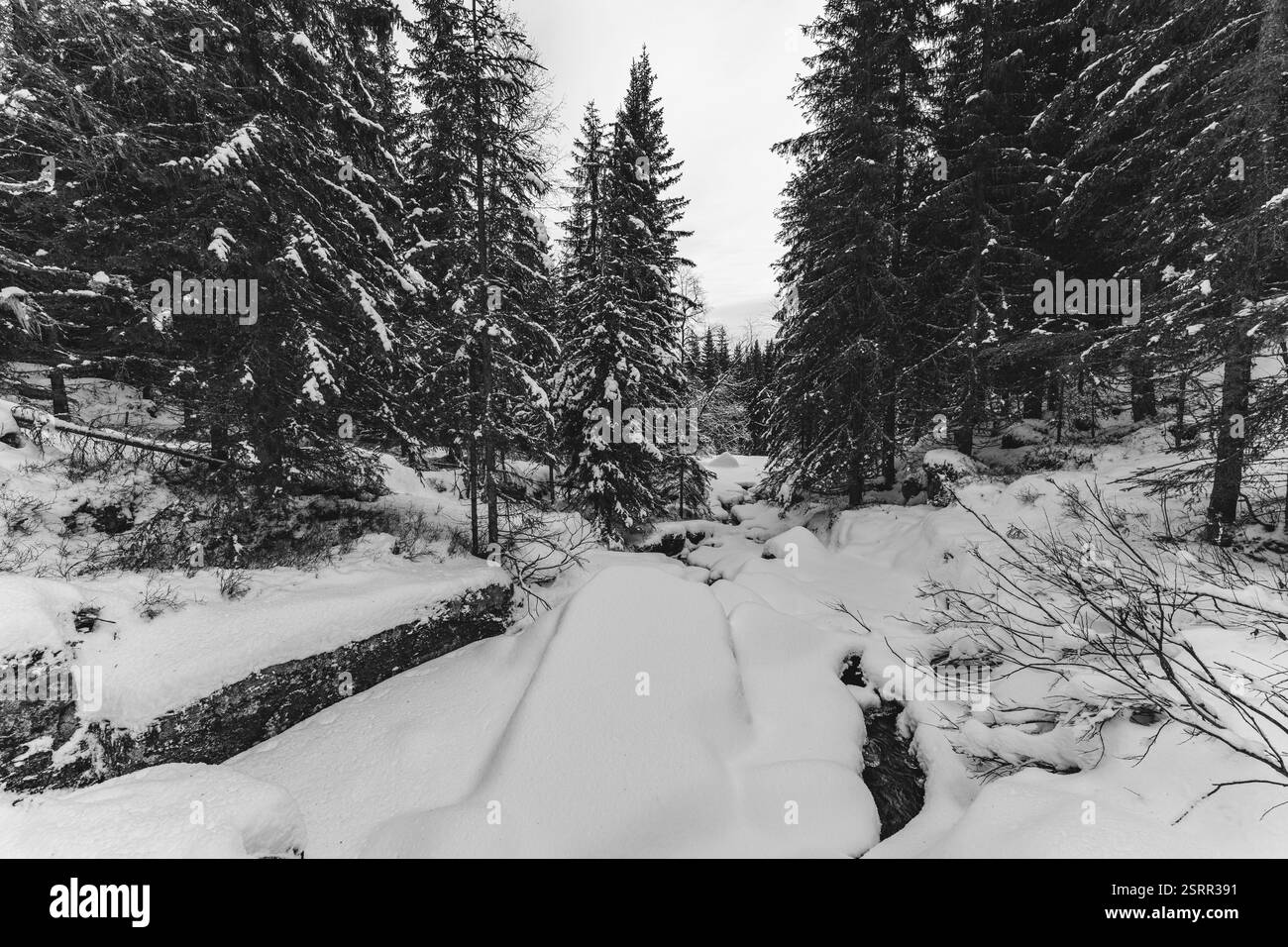 Am Villbekken-Bach unterhalb des Reklingmyra-Bog des Totenåsen-Hügels, Norwegen, im Dezember 2024. Stockfoto