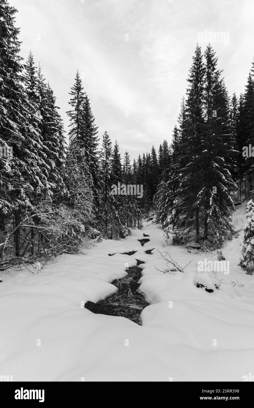 Am Villbekken-Bach unterhalb des Reklingmyra-Bog des Totenåsen-Hügels, Norwegen, im Dezember 2024. Stockfoto