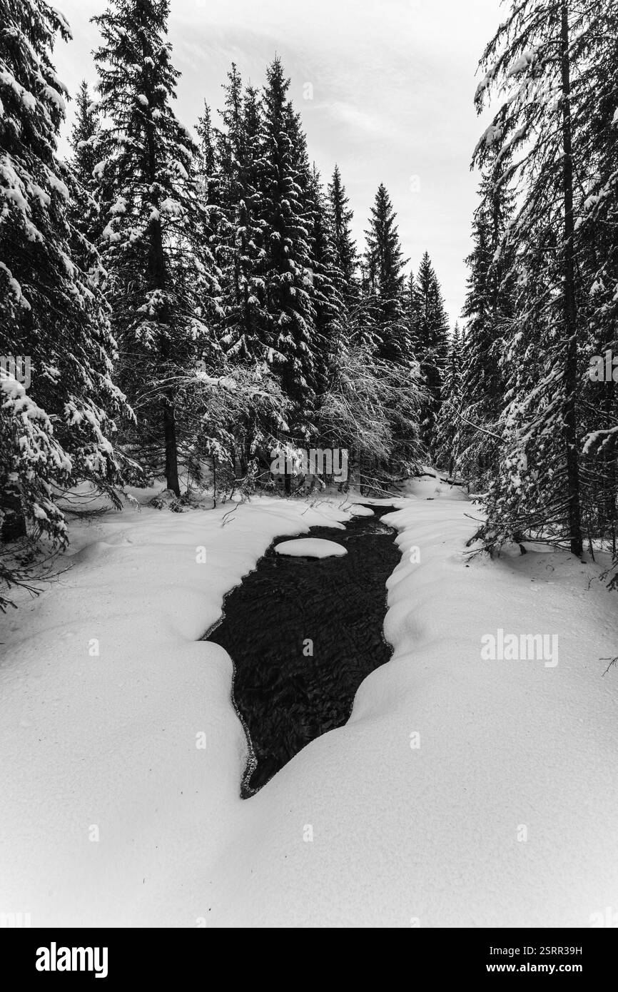 Am Villbekken-Bach unterhalb des Reklingmyra-Bog des Totenåsen-Hügels, Norwegen, im Dezember 2024. Stockfoto