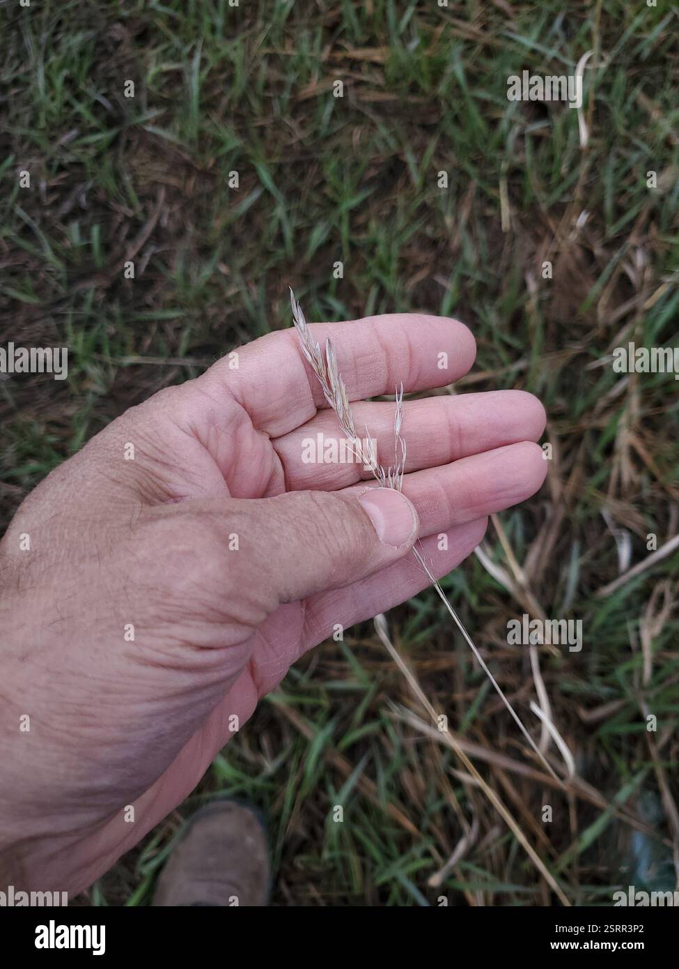 Gräser (Poaceae), Plantae, Musselshell County, MT, USA Stockfoto
