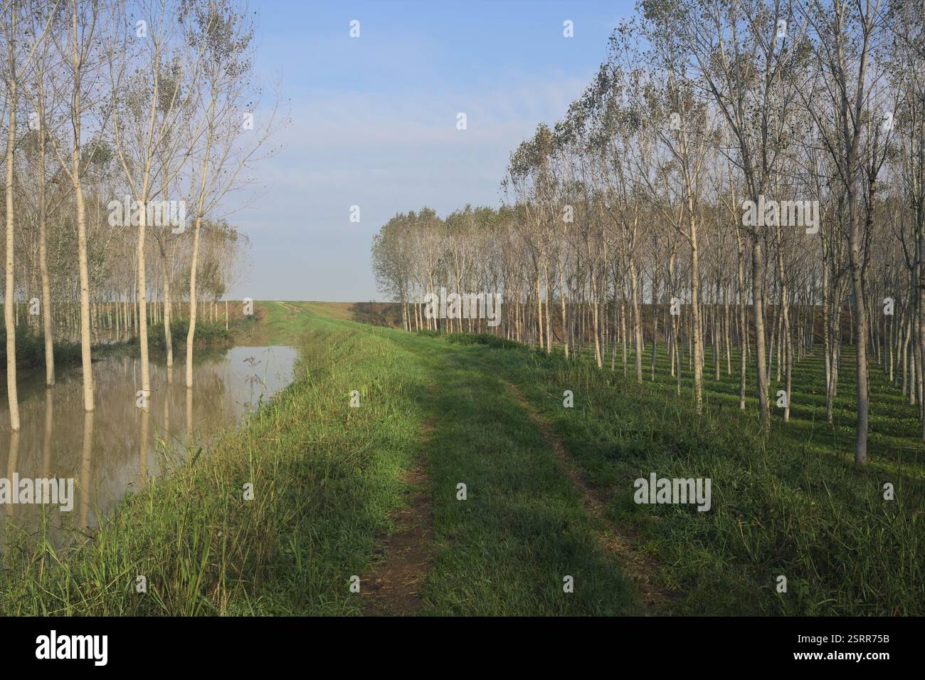 Grasbewachsener Pfad auf einem Damm, der von überfluteten Hainen in der italienischen Landschaft begrenzt wird Stockfoto