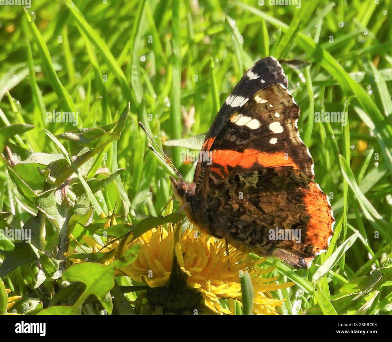 Red Admiral (Vanessa atalanta), Insecta, 3 Broad ln, Teeterville, AUF N0E 1S0, Kanada Stockfoto