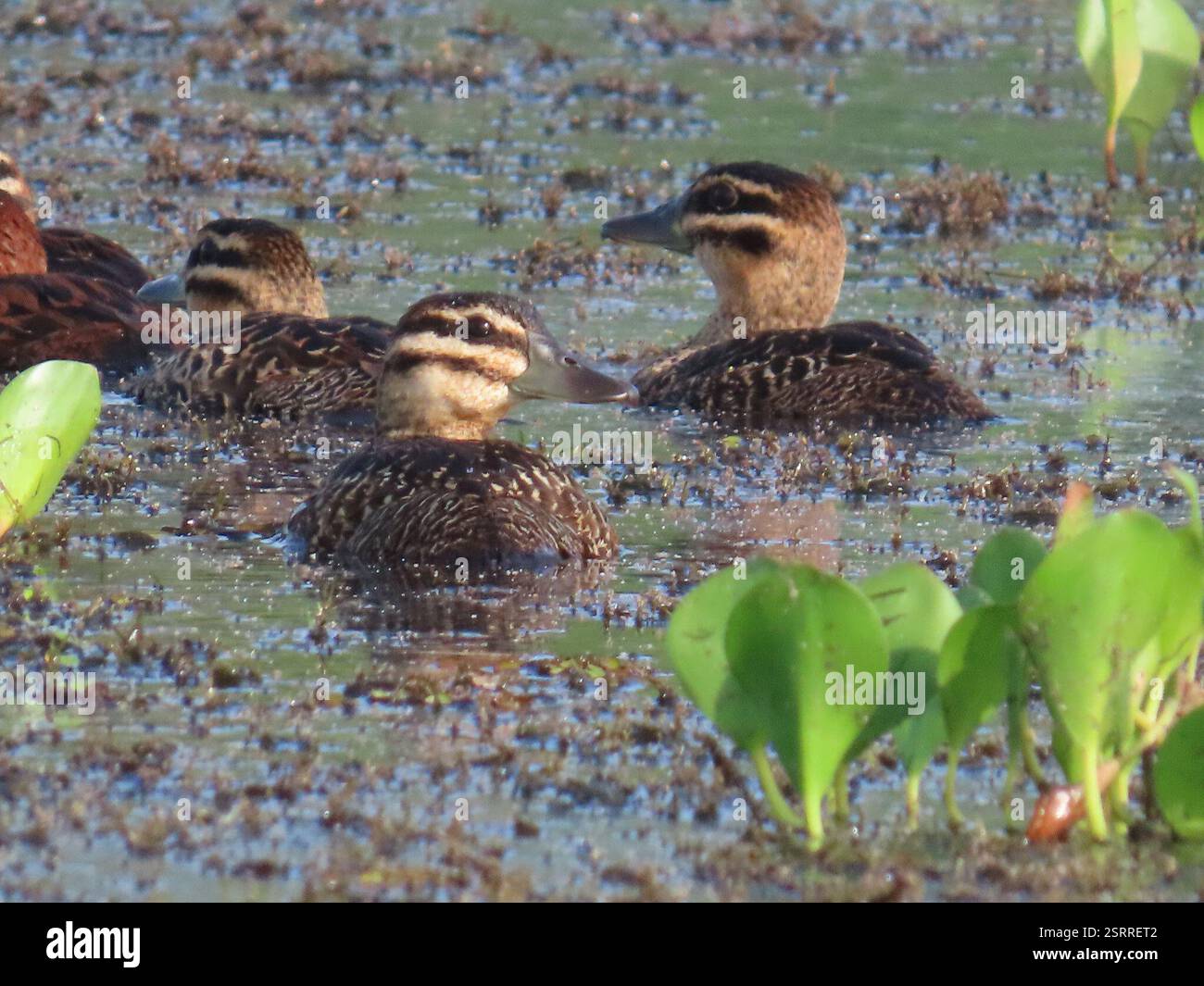 Maskierte Ente (Nomonyx dominicus), Aves, Nationalpark Soberanía, Panamá, PA, Gruppe von 8-10 maskierten Enten, Männchen und Weibchen, die im Chagres River in Panama auf Nahrungssuche sind. Maskierte Ente (Nomonyx dominicus) Einsiedelnde, selten gesehene Tauchente aus tropischen Tiefländern. Ernährt sich hauptsächlich nachts und verbringt den Großteil des Tages ruhig in sumpfiger Vegetation, oft in kleinen Teichen und sogar in Straßengräben. Selten im Flug zu sehen, kann aber in die Luft springen, anstatt am Wasser entlang zu laufen. Männlich im Zuchtgefieder hat schwarze Gesichtsmaske, hellblaue Schwalbe und einen dunklen rostigen Körper. Weibliche gefiederte Vögel werden oft gesehen Stockfoto