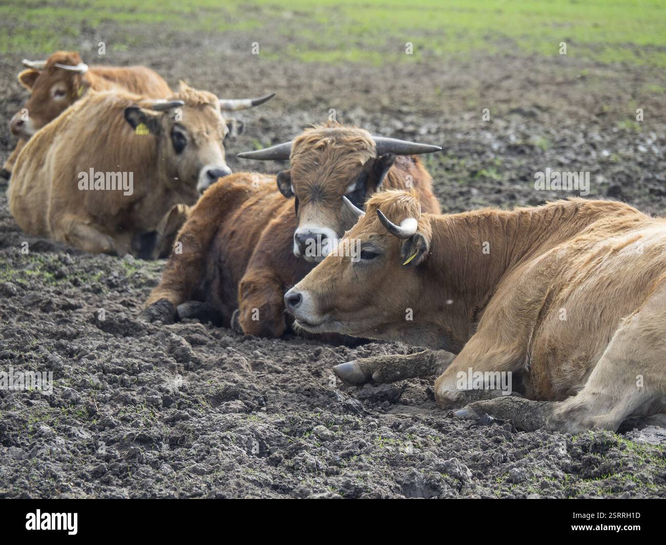 Gruppe von Kühen, die auf einem Feld ruhen, münsterland, deutschland Stockfoto