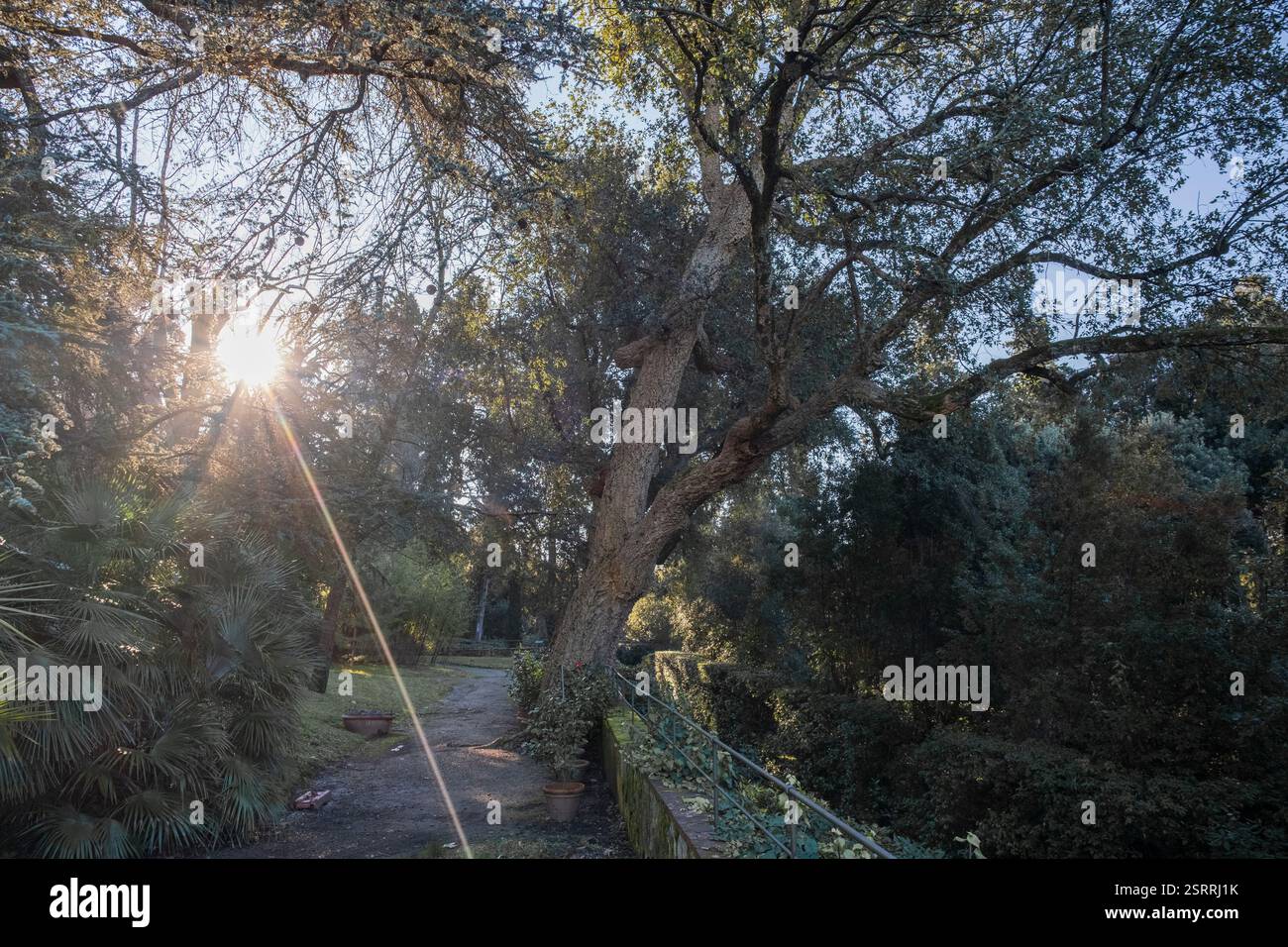 Korkeichen in einem botanischen Garten Stockfoto
