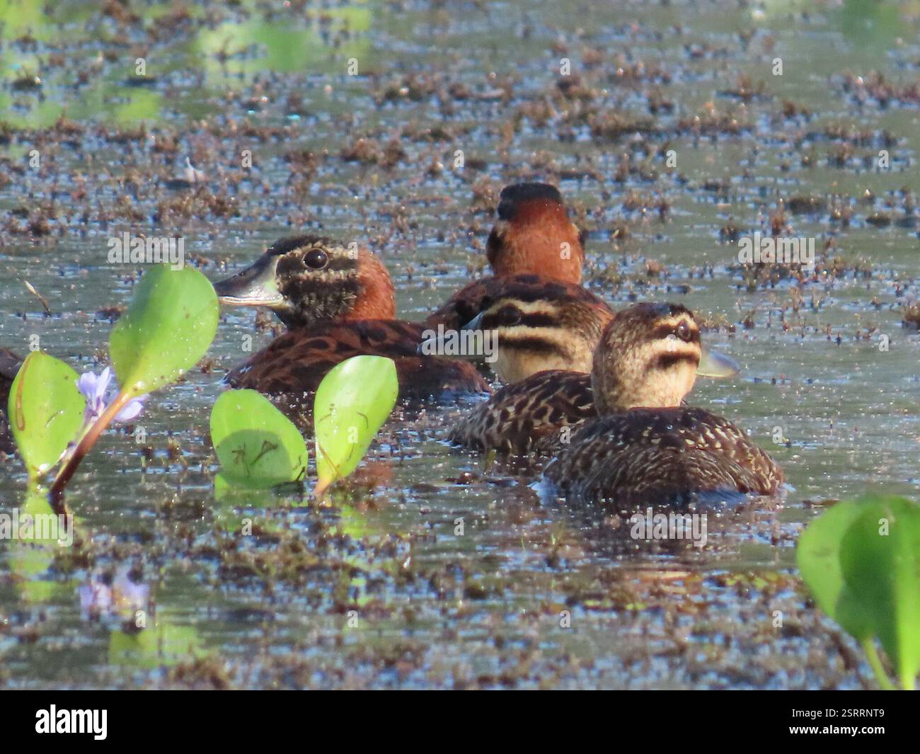 Maskierte Ente (Nomonyx dominicus), Aves, Nationalpark Soberanía, Panamá, PA, Gruppe von 8-10 maskierten Enten, Männchen und Weibchen, die im Chagres River in Panama auf Nahrungssuche sind. Maskierte Ente (Nomonyx dominicus) Einsiedelnde, selten gesehene Tauchente aus tropischen Tiefländern. Ernährt sich hauptsächlich nachts und verbringt den Großteil des Tages ruhig in sumpfiger Vegetation, oft in kleinen Teichen und sogar in Straßengräben. Selten im Flug zu sehen, kann aber in die Luft springen, anstatt am Wasser entlang zu laufen. Männlich im Zuchtgefieder hat schwarze Gesichtsmaske, hellblaue Schwalbe und einen dunklen rostigen Körper. Weibliche gefiederte Vögel werden oft gesehen Stockfoto