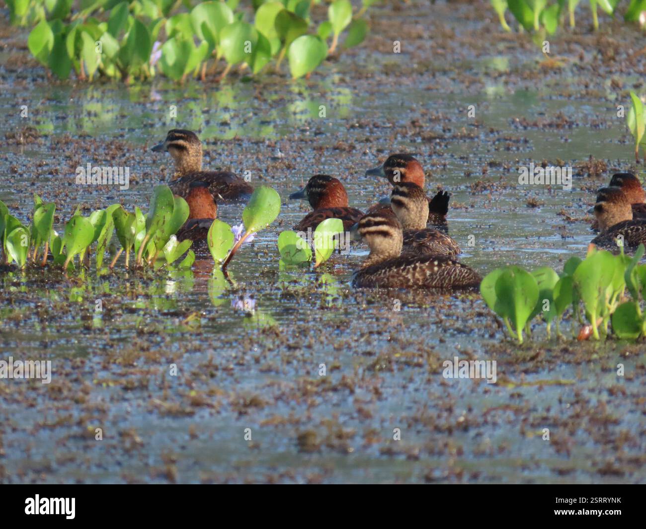 Maskierte Ente (Nomonyx dominicus), Aves, Nationalpark Soberanía, Panamá, PA, Gruppe von 8-10 maskierten Enten, Männchen und Weibchen, die im Chagres River in Panama auf Nahrungssuche sind. Maskierte Ente (Nomonyx dominicus) Einsiedelnde, selten gesehene Tauchente aus tropischen Tiefländern. Ernährt sich hauptsächlich nachts und verbringt den Großteil des Tages ruhig in sumpfiger Vegetation, oft in kleinen Teichen und sogar in Straßengräben. Selten im Flug zu sehen, kann aber in die Luft springen, anstatt am Wasser entlang zu laufen. Männlich im Zuchtgefieder hat schwarze Gesichtsmaske, hellblaue Schwalbe und einen dunklen rostigen Körper. Weibliche gefiederte Vögel werden oft gesehen Stockfoto