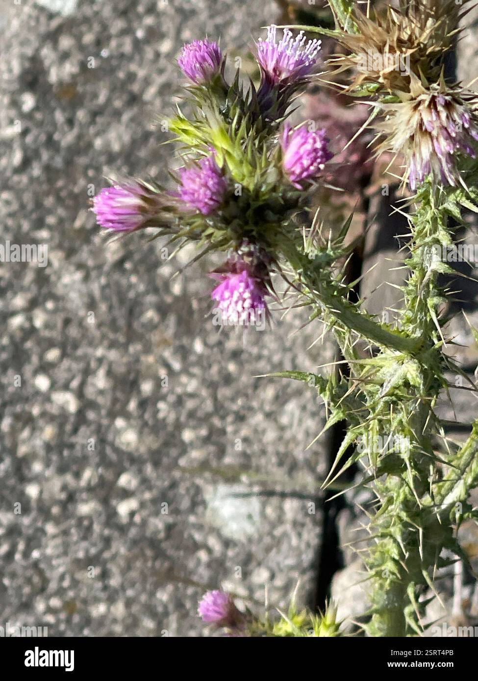 Slender Thistle (Carduus tenuiflorus), Plantae, William Jessop Way, Liverpool, England, GB Stockfoto