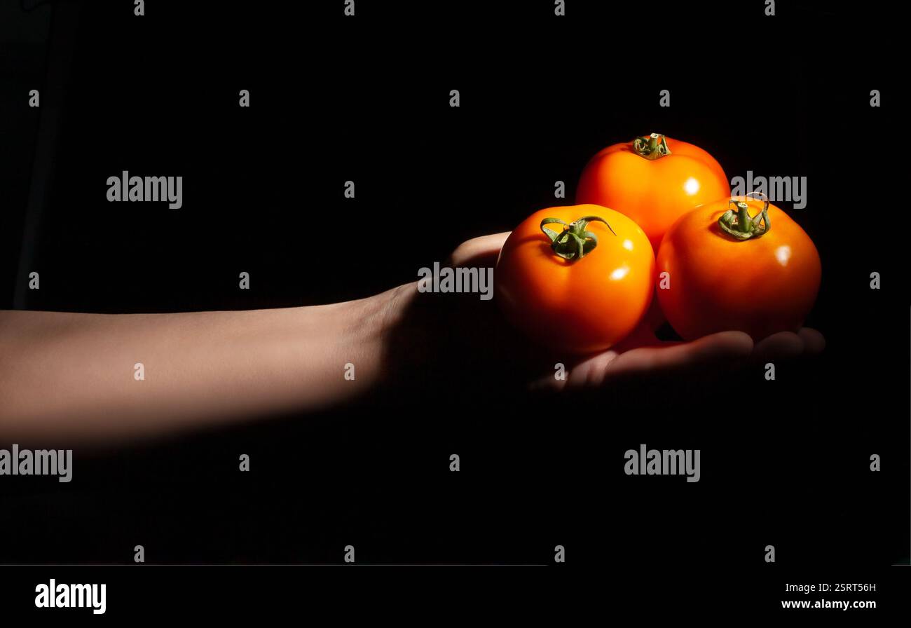 Orange Tomate in der Hand auf schwarzem Hintergrund Stockfoto