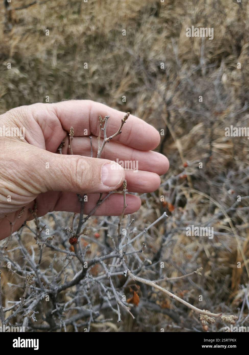 Duftender Sumak (Rhus aromatica), Plantae, Musselshell County, MT, USA Stockfoto
