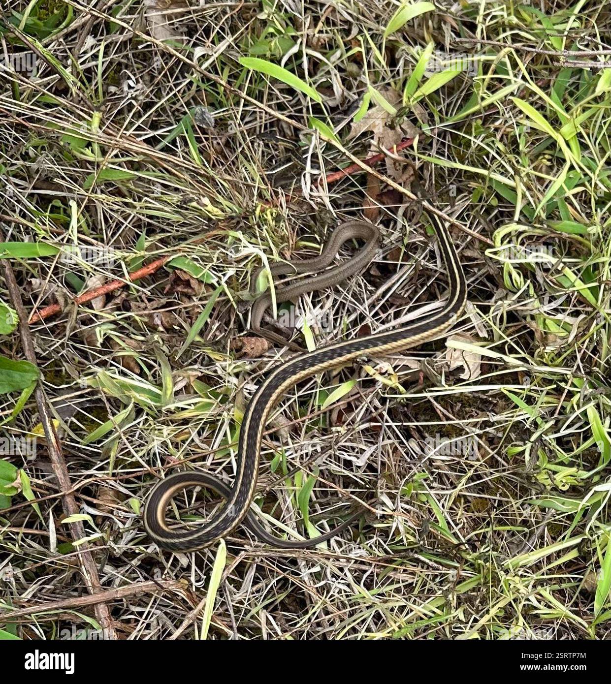 Thamnophis sirtalis (Thamnophis sirtalis), Reptilia, Ohio, USA, die Dekays Brown Snake auf dem Foto ist in einer anderen Beobachtung zu sehen. Stockfoto