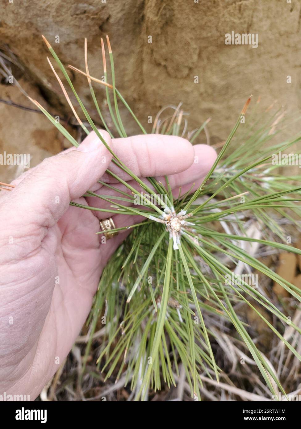 Rocky Mountains Ponderosa Pine (Pinus scopulorum), Plantae, Musselshell County, MT, USA Stockfoto
