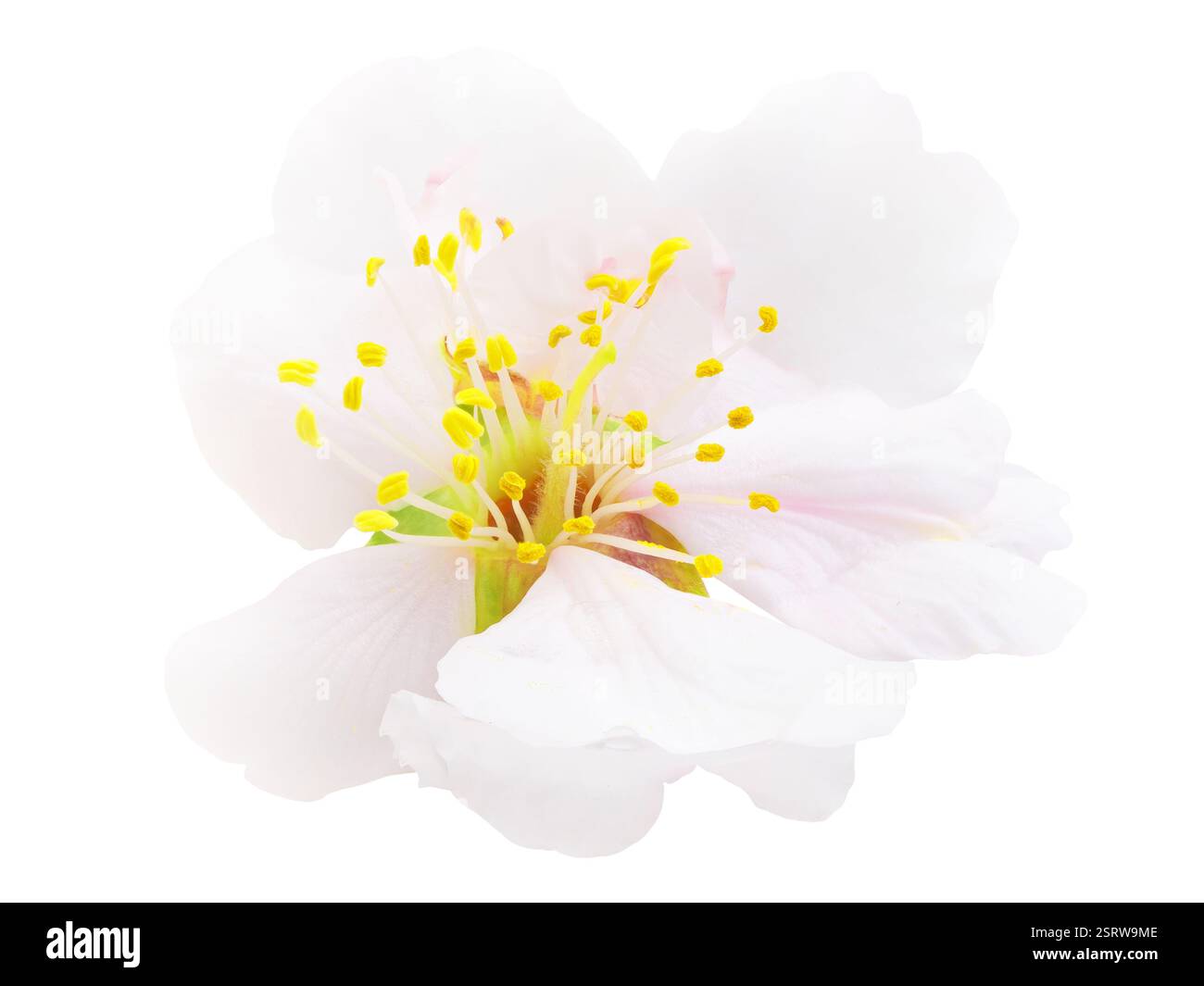 Ein isolierter weißer Mandelblüten-Ausschnitt Stockfoto