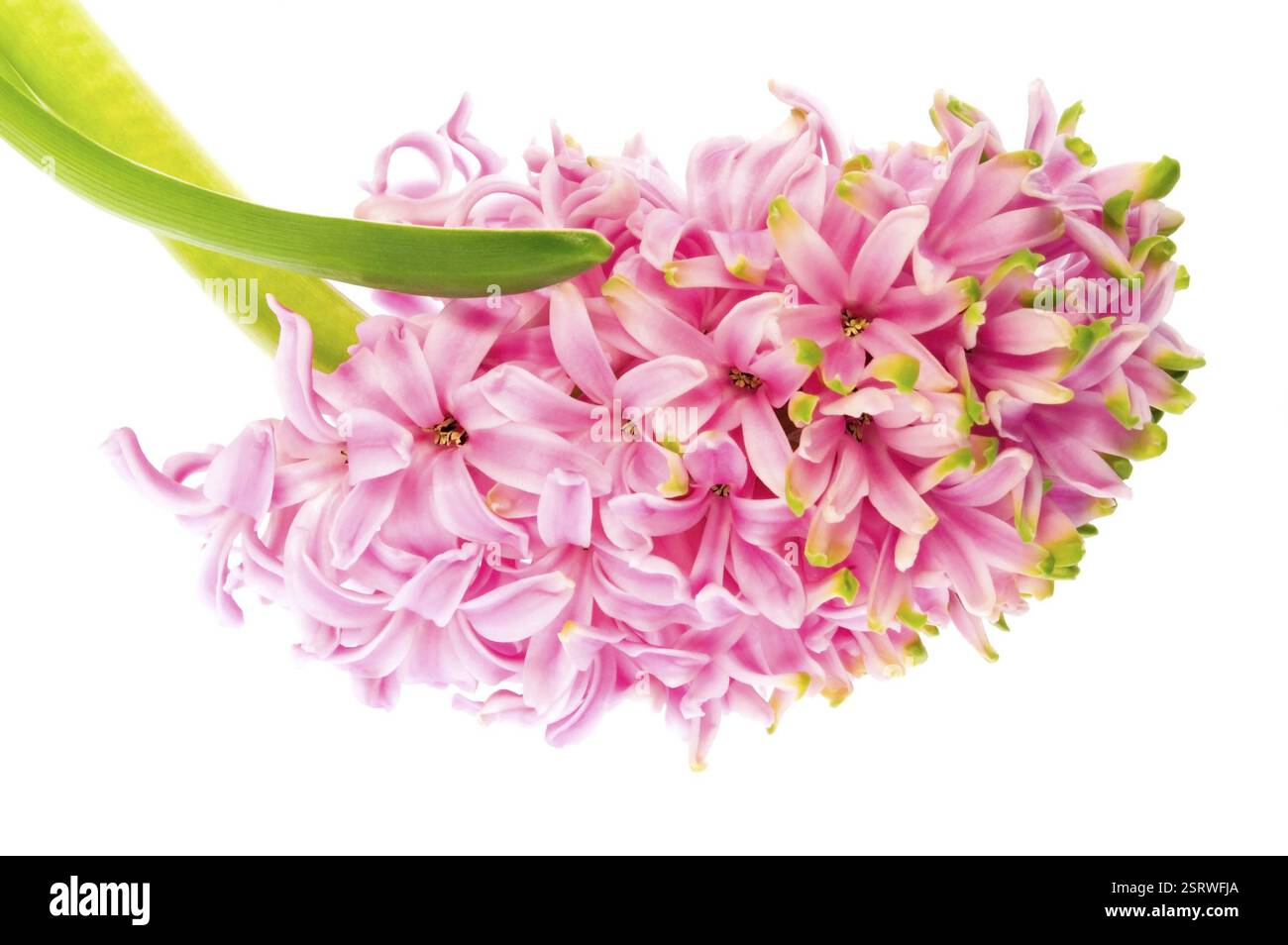 Hyazinthe mit Boden- und Wurzelsystem isoliert auf weißem Hintergrund Stockfoto