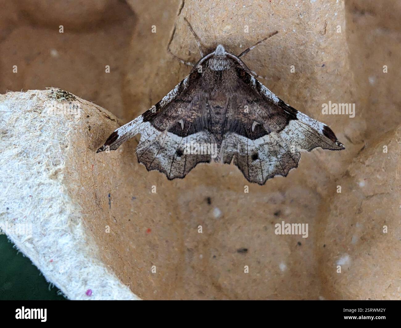 Purple Thorn (Selenia tetralunaria), Insecta, Mount Pleasant Farm, Cornholme, Todmorden OL14 8SG, UK Stockfoto