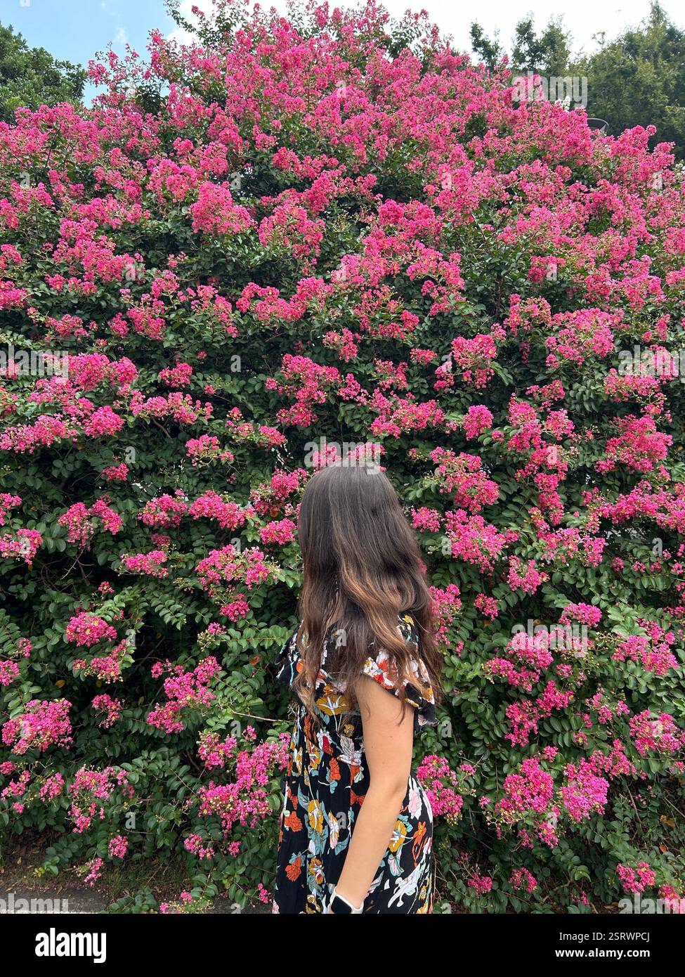 Brünette Mädchen vor Pink Flowering Bush - Smartphone-aufgenommenes Stockfoto