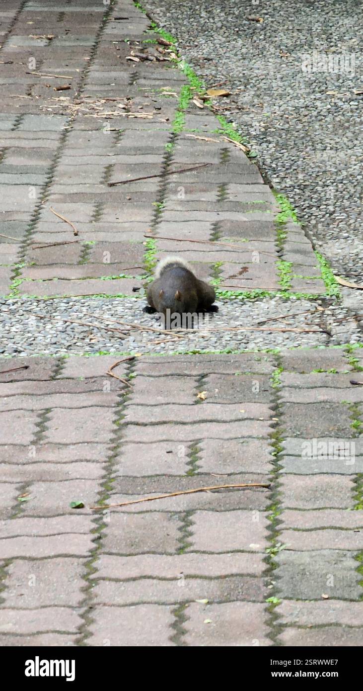 Taiwan Eichhörnchen (Callosciurus erythraeus thaiwanensis), Mammalia, 235, Taiwan, 新北市中和區安樂里 Stockfoto
