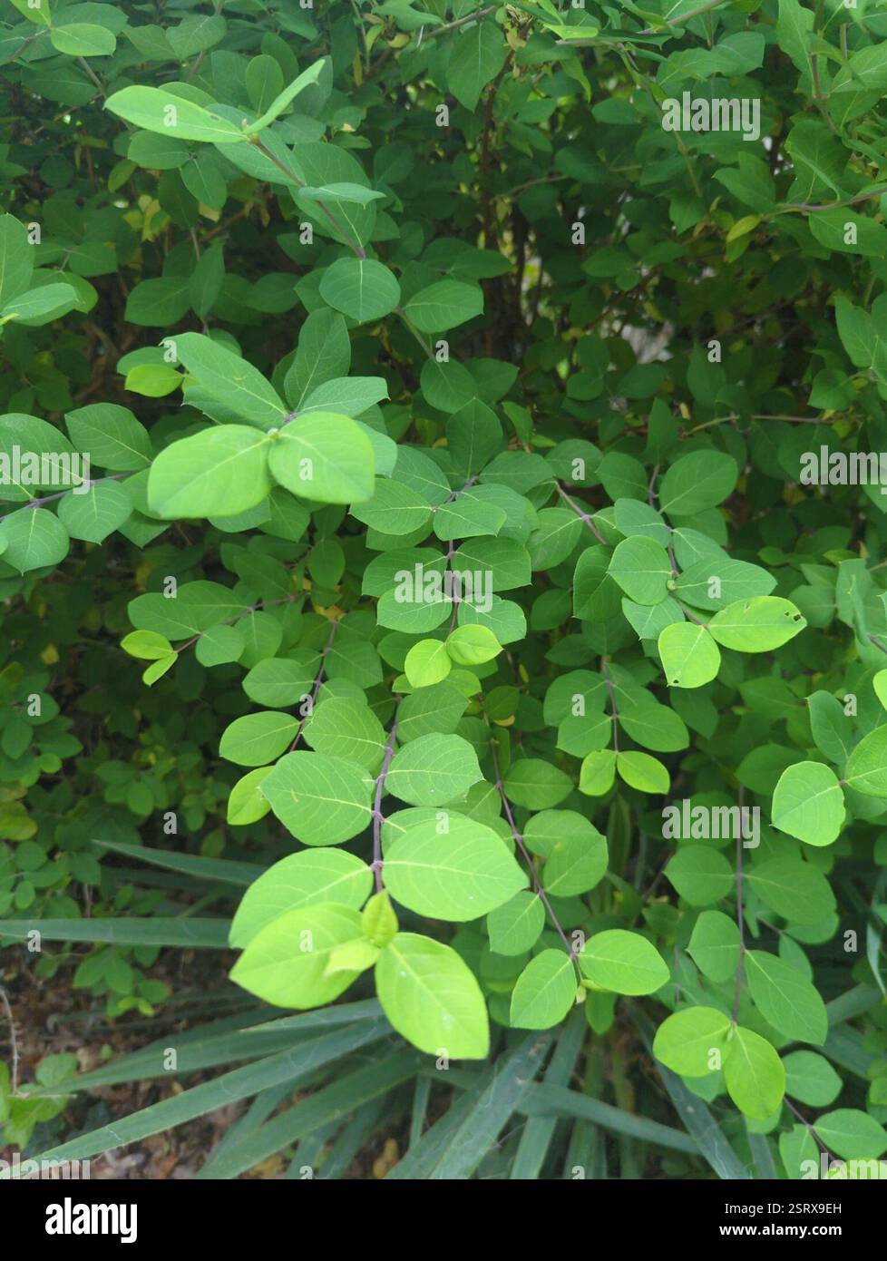 Coralberry (Symphoricarpos orbiculatus), Plantae, Johnson Village, Charlottesville, VA, USA Stockfoto