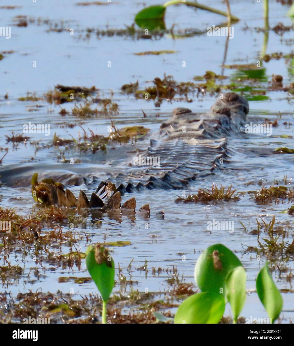 Amerikanisches Krokodil (Crocodylus acutus), Reptilia, Panama, Krokodil im Brackwasser des Flusses Chagres in Panama. So prähistorisch aussehende Reptilien! Amerikanisches Krokodil (Crocodylus acutus) das amerikanische Krokodil ist eine der größten Krokodilarten. Männer können Längen von 6,1 m (20 ft) erreichen und bis zu 907 kg (2.000 lb) wiegen. Im Durchschnitt sind reife Männchen im Bereich von 3 bis 4 Metern (9 - 13 ft) lang und wiegen bis zu 400 kg (880 lb). Lebensraum sind Küstengebiete in Brackwasser. Sie kommt auch in Flusssystemen vor, bevorzugt jedoch einen gewissen Salzgehalt, was zu der Art führt Stockfoto