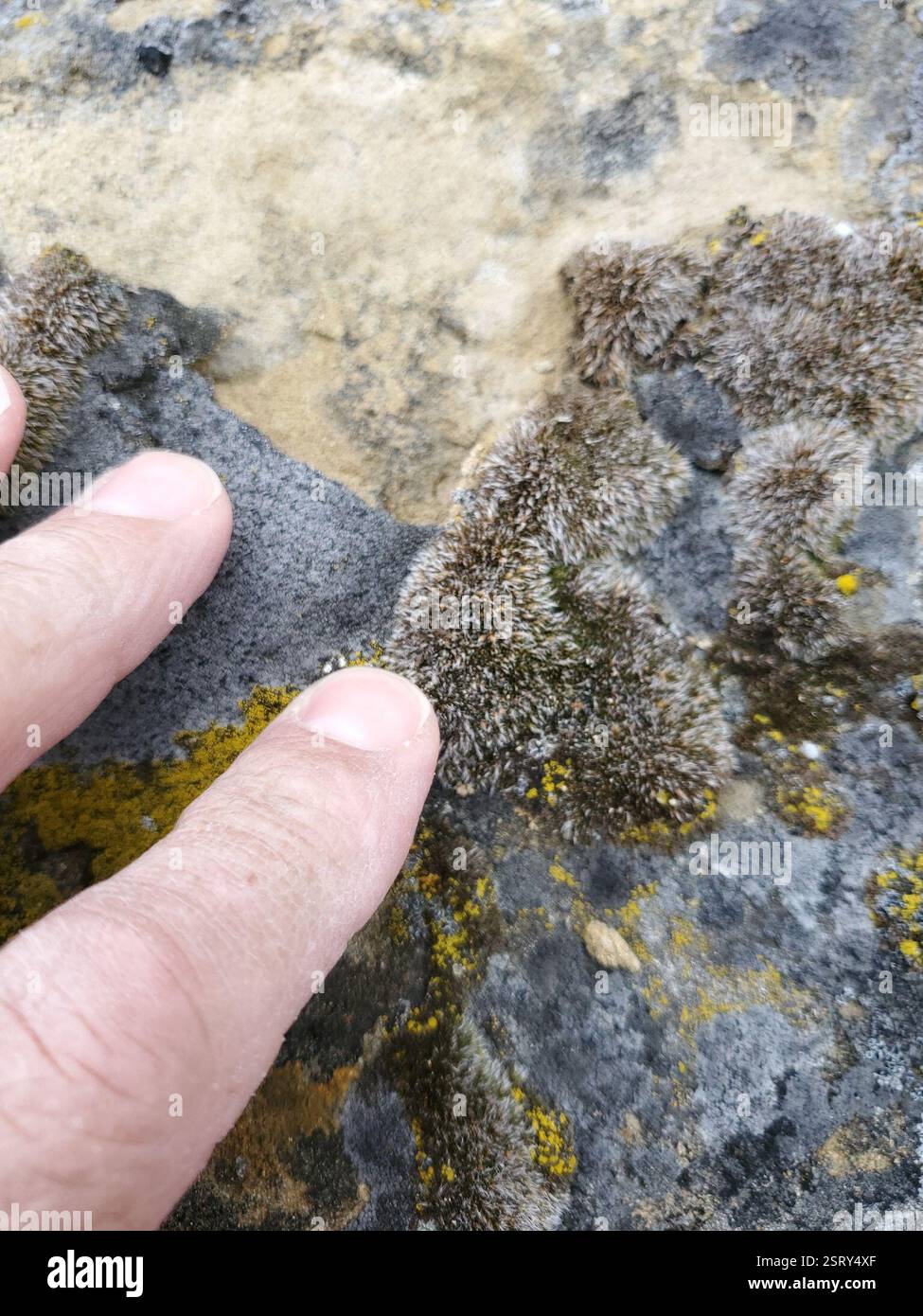 (Grimmia), Plantae, Musselshell County, MT, USA Stockfoto
