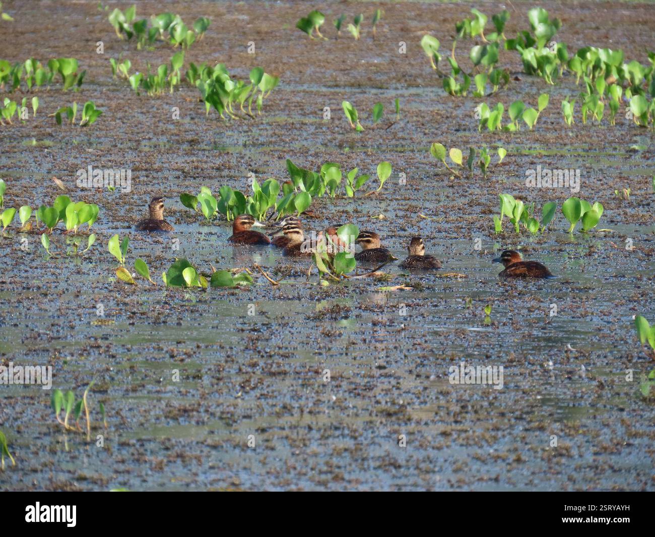 Maskierte Ente (Nomonyx dominicus), Aves, Nationalpark Soberanía, Panamá, PA, Gruppe von 8-10 maskierten Enten, Männchen und Weibchen, die im Chagres River in Panama auf Nahrungssuche sind. Maskierte Ente (Nomonyx dominicus) Einsiedelnde, selten gesehene Tauchente aus tropischen Tiefländern. Ernährt sich hauptsächlich nachts und verbringt den Großteil des Tages ruhig in sumpfiger Vegetation, oft in kleinen Teichen und sogar in Straßengräben. Selten im Flug zu sehen, kann aber in die Luft springen, anstatt am Wasser entlang zu laufen. Männlich im Zuchtgefieder hat schwarze Gesichtsmaske, hellblaue Schwalbe und einen dunklen rostigen Körper. Weibliche gefiederte Vögel werden oft gesehen Stockfoto