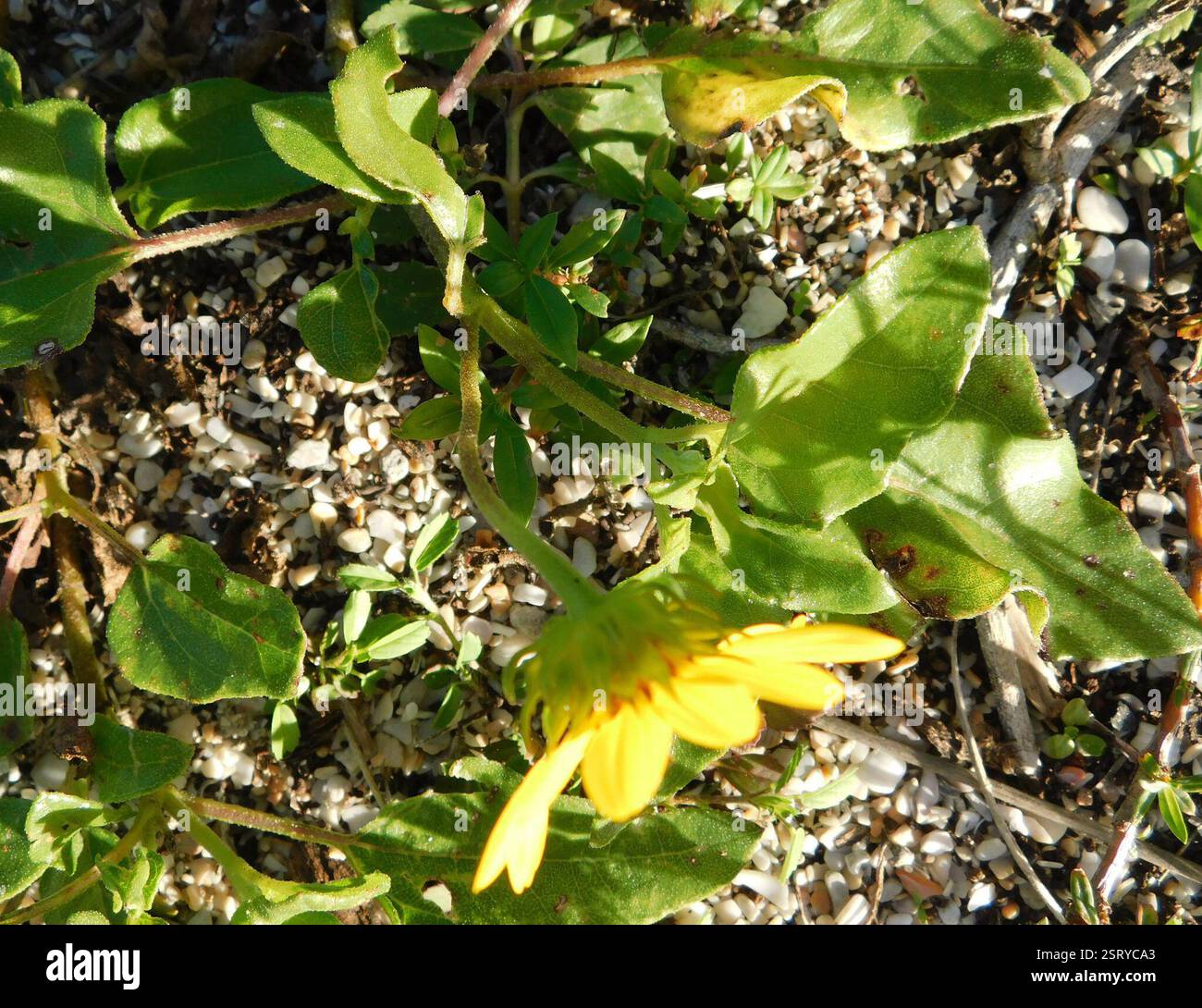 East Coast Dune Sunflower (Helianthus debilis debilis), Plantae, 6503 N Ocean Dr, Dania Beach, FL 33004, USA Stockfoto