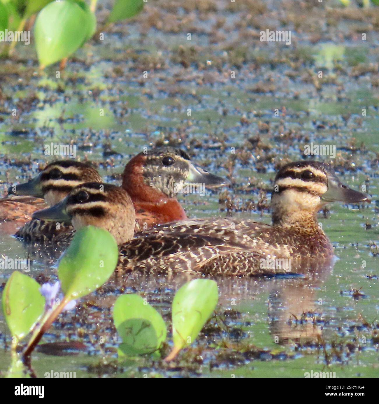 Maskierte Ente (Nomonyx dominicus), Aves, Nationalpark Soberanía, Panamá, PA, Gruppe von 8-10 maskierten Enten, Männchen und Weibchen, die im Chagres River in Panama auf Nahrungssuche sind. Maskierte Ente (Nomonyx dominicus) Einsiedelnde, selten gesehene Tauchente aus tropischen Tiefländern. Ernährt sich hauptsächlich nachts und verbringt den Großteil des Tages ruhig in sumpfiger Vegetation, oft in kleinen Teichen und sogar in Straßengräben. Selten im Flug zu sehen, kann aber in die Luft springen, anstatt am Wasser entlang zu laufen. Männlich im Zuchtgefieder hat schwarze Gesichtsmaske, hellblaue Schwalbe und einen dunklen rostigen Körper. Weibliche gefiederte Vögel werden oft gesehen Stockfoto