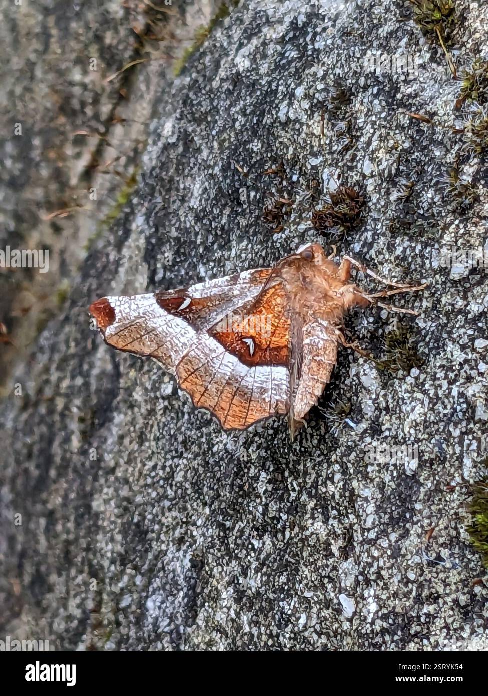 Purple Thorn (Selenia tetralunaria), Insecta, Mount Pleasant Farm, Cornholme, Todmorden OL14 8SG, UK Stockfoto