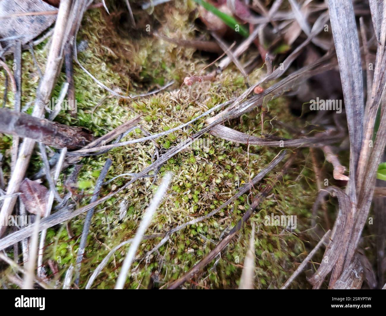 Moose (Bryophyta), Plantae, Musselshell County, MT, USA Stockfoto