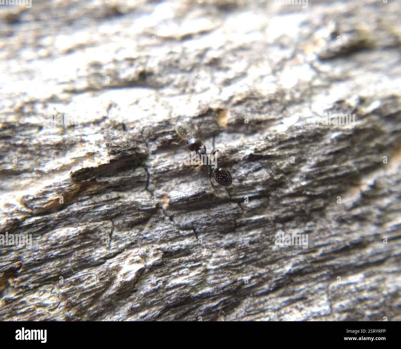 Langhurz Acorn Ant (Temnothorax longispinosus), Insecta, King St West in Queen St West, Toronto, AUF DER M6R 1A9, Kanada, mit einer Puppe? Stockfoto