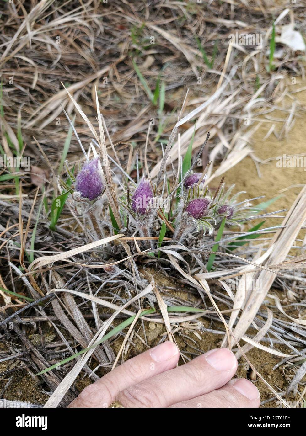 prairie Pasqueflower (Pulsatilla nuttalliana), Plantae, Musselshell County, MT, USA Stockfoto