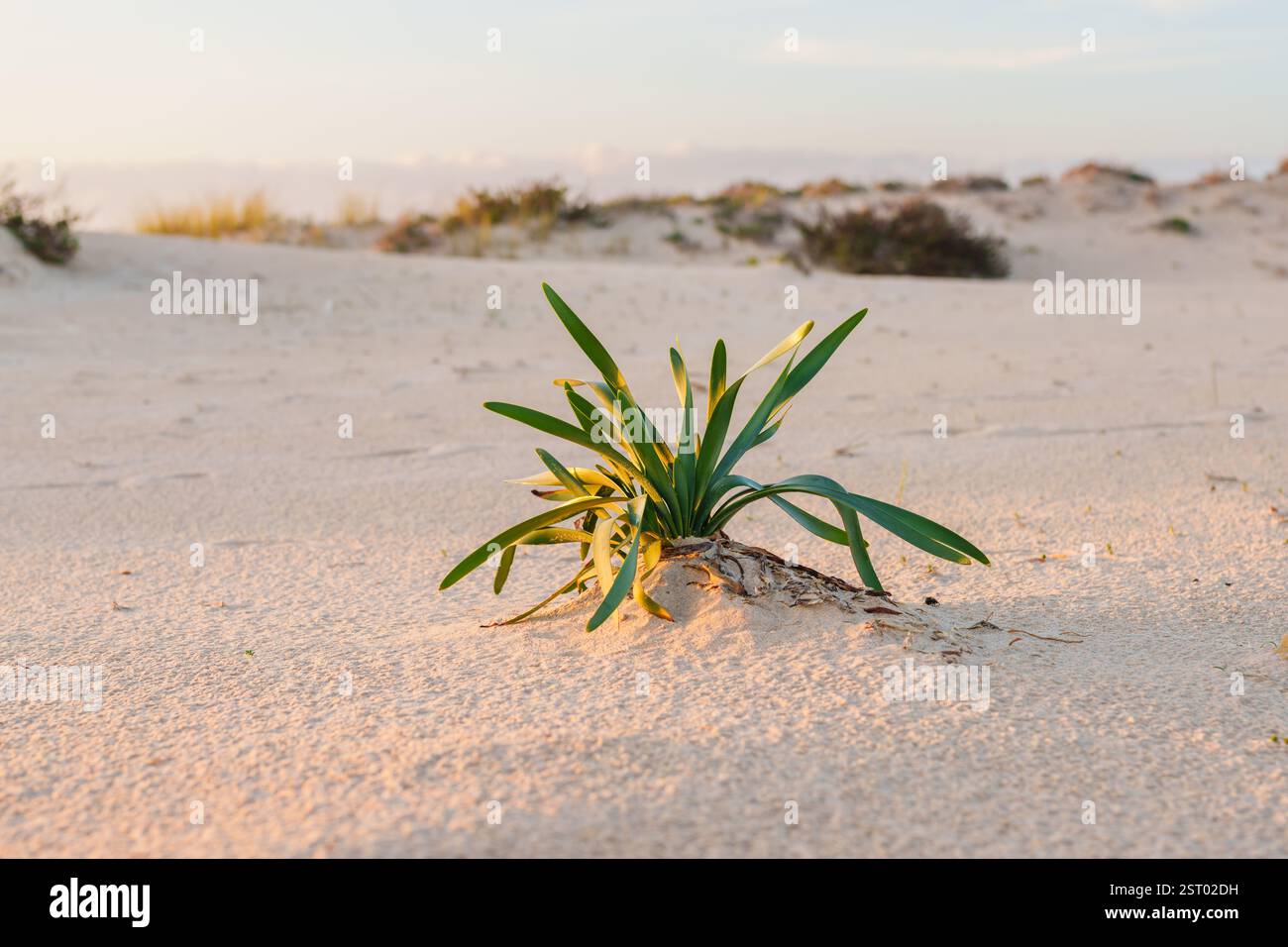 Meeresnarzissen gedeihen in den Dünen der Küste unter dem goldenen Licht. Stockfoto