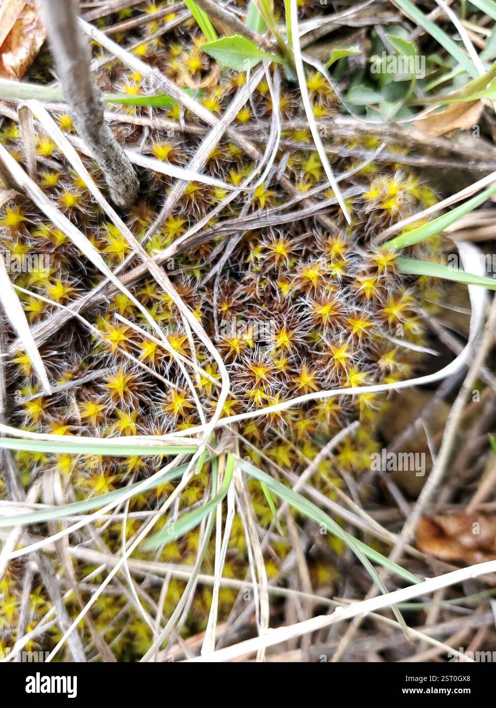 (Syntrichia), Plantae, Musselshell County, MT, USA Stockfoto