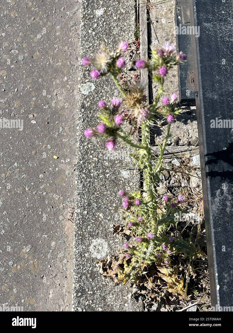 Slender Thistle (Carduus tenuiflorus), Plantae, William Jessop Way, Liverpool, England, GB Stockfoto