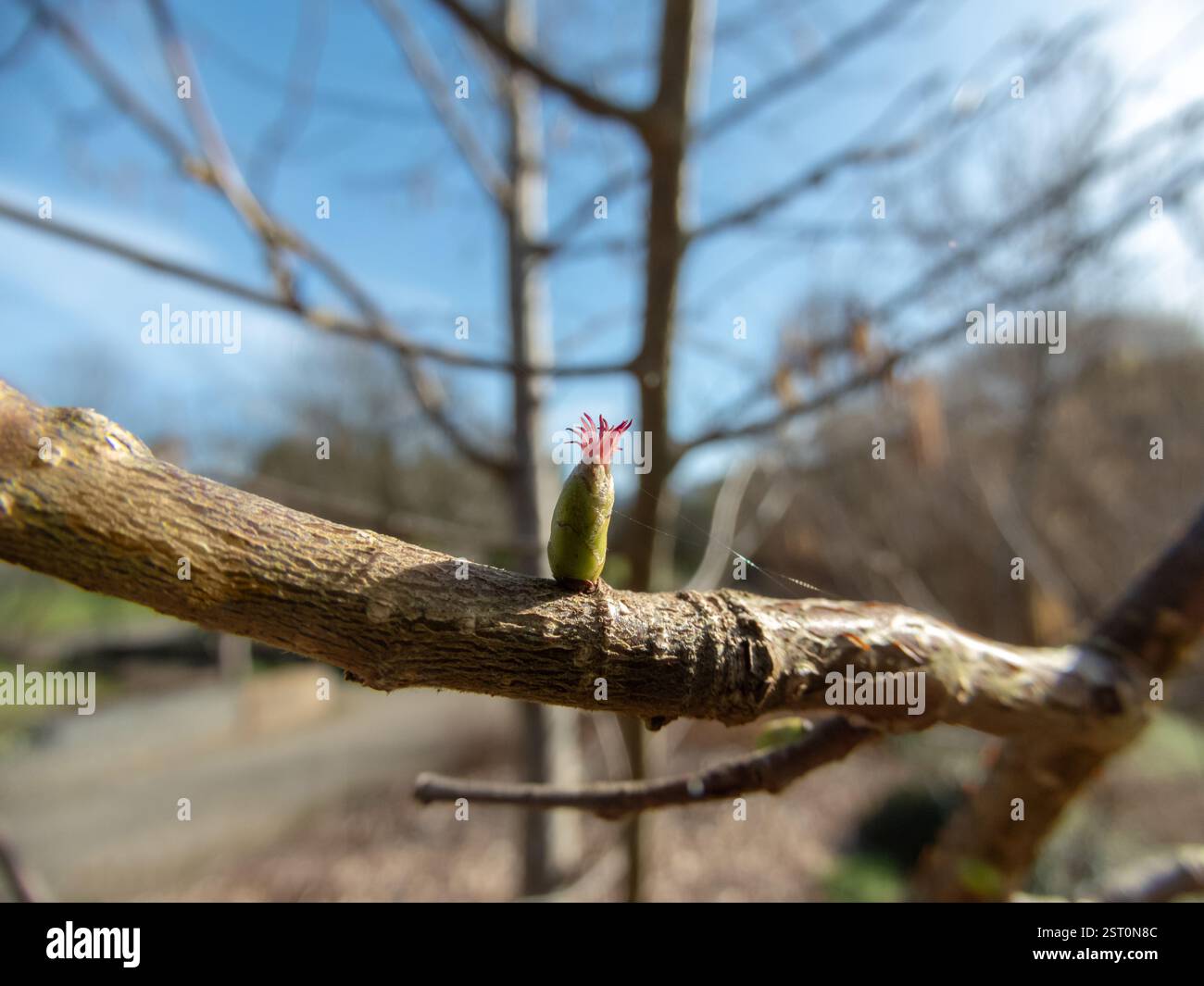 Corylus avellana Knospe mit weiblicher Blüte. Leuchtend rot sichtbare Stile. Gemeiner Haselnussblütenzweig im Frühjahr. Nahaufnahme der Haselnussblume. Stockfoto