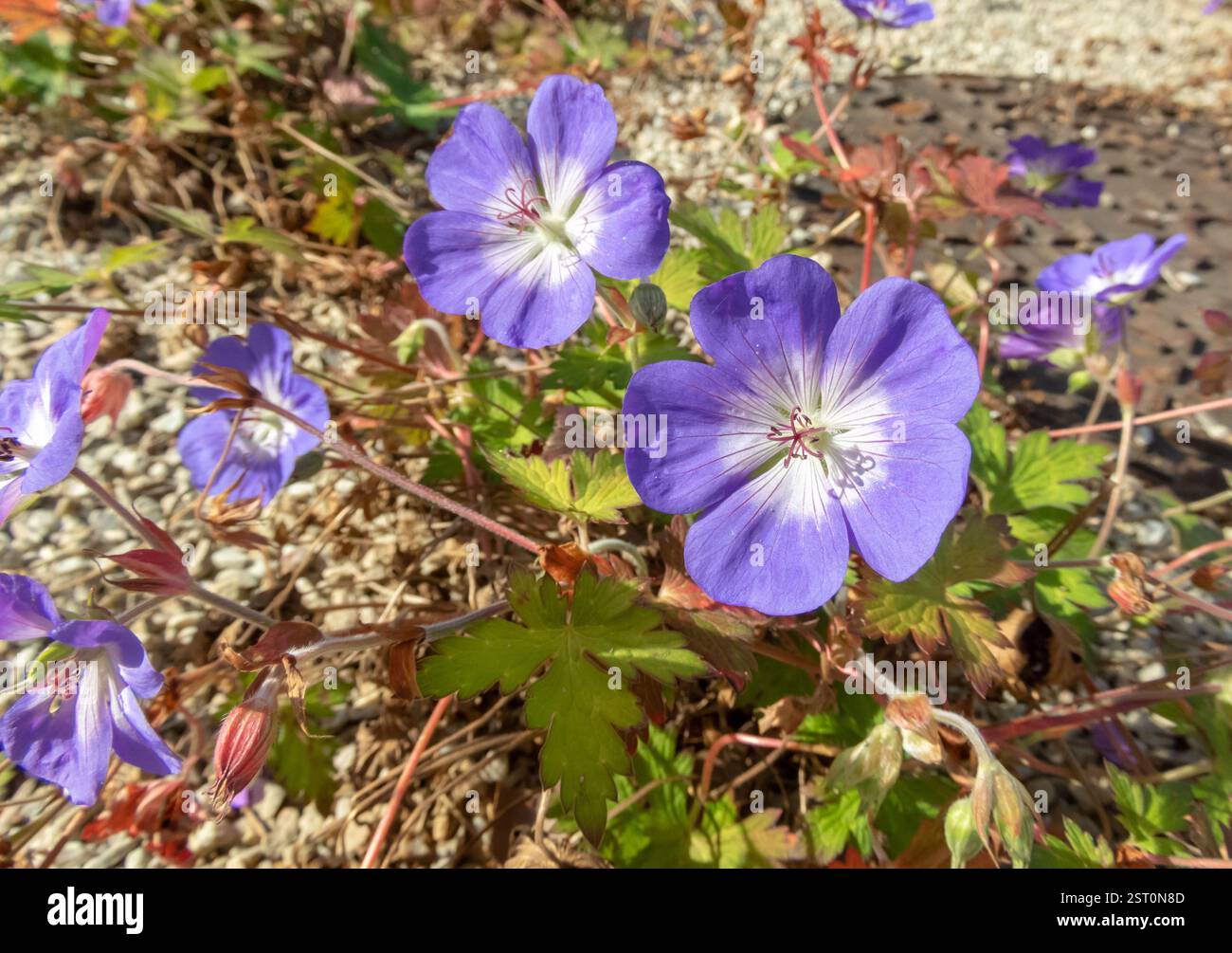 Geranium wallichianum-violettblaue Blüten. Purple-Vein-Geranium-blühende krautige Staudenpflanze. Stockfoto