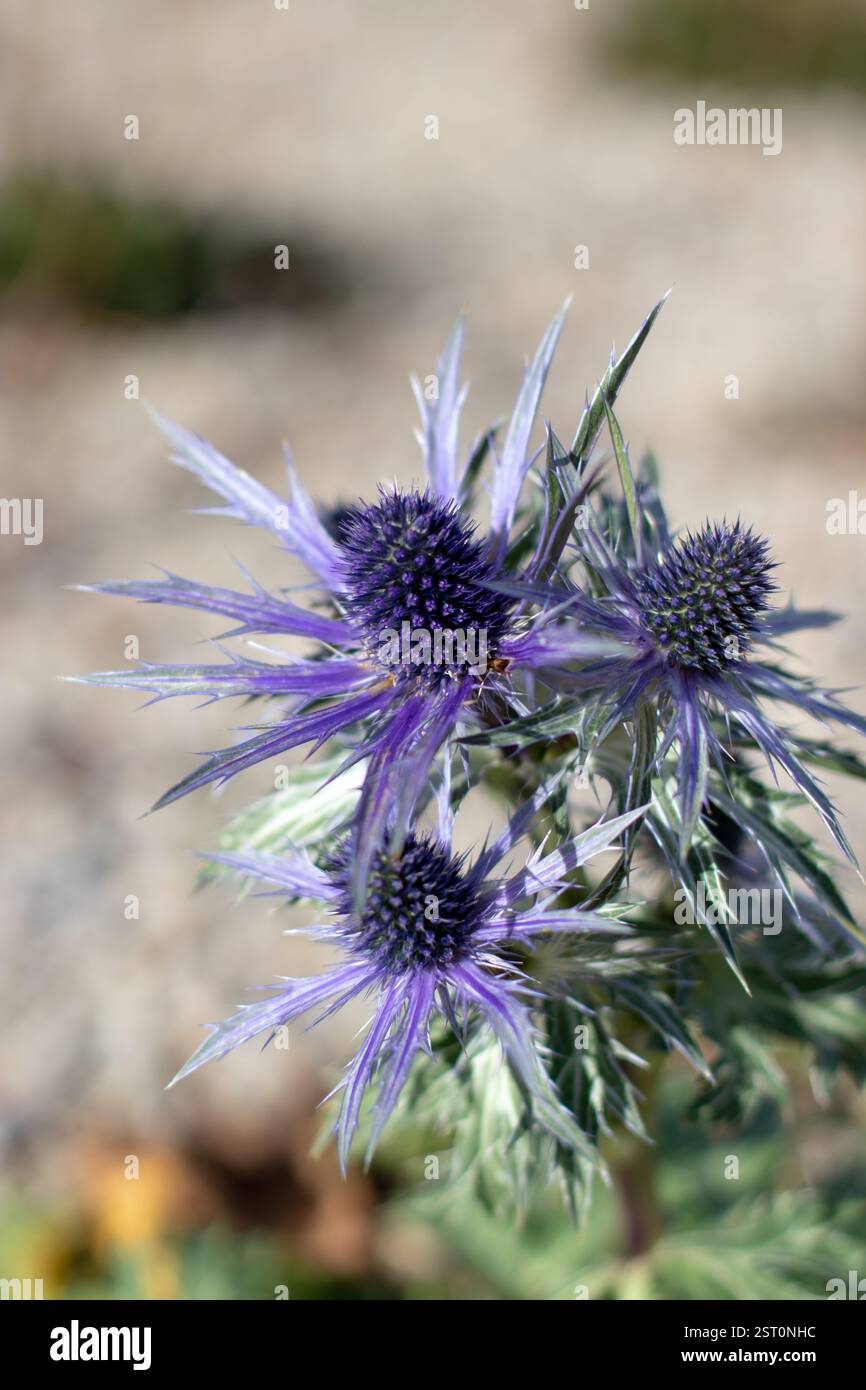 Eryngium alpinum oder Alpenmeer stechpalme krautige Staudenpflanze in der Familie der Apiaceae. Alpeneryngo oder Königin der Alpen lila Blütenstände mit Stockfoto