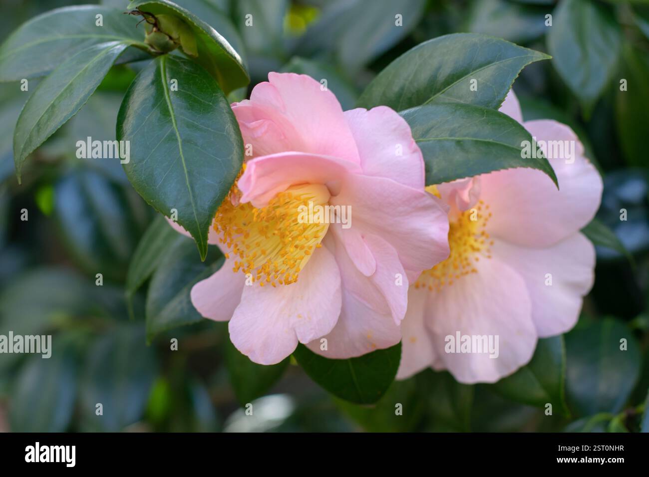 Camellia sasanqua zarte rosafarbene halbdoppelte Blüten mit hellgelben Staubblättern. Sasanqua Kamelie immergrüne Pflanze mit glänzendem Laub. Stockfoto
