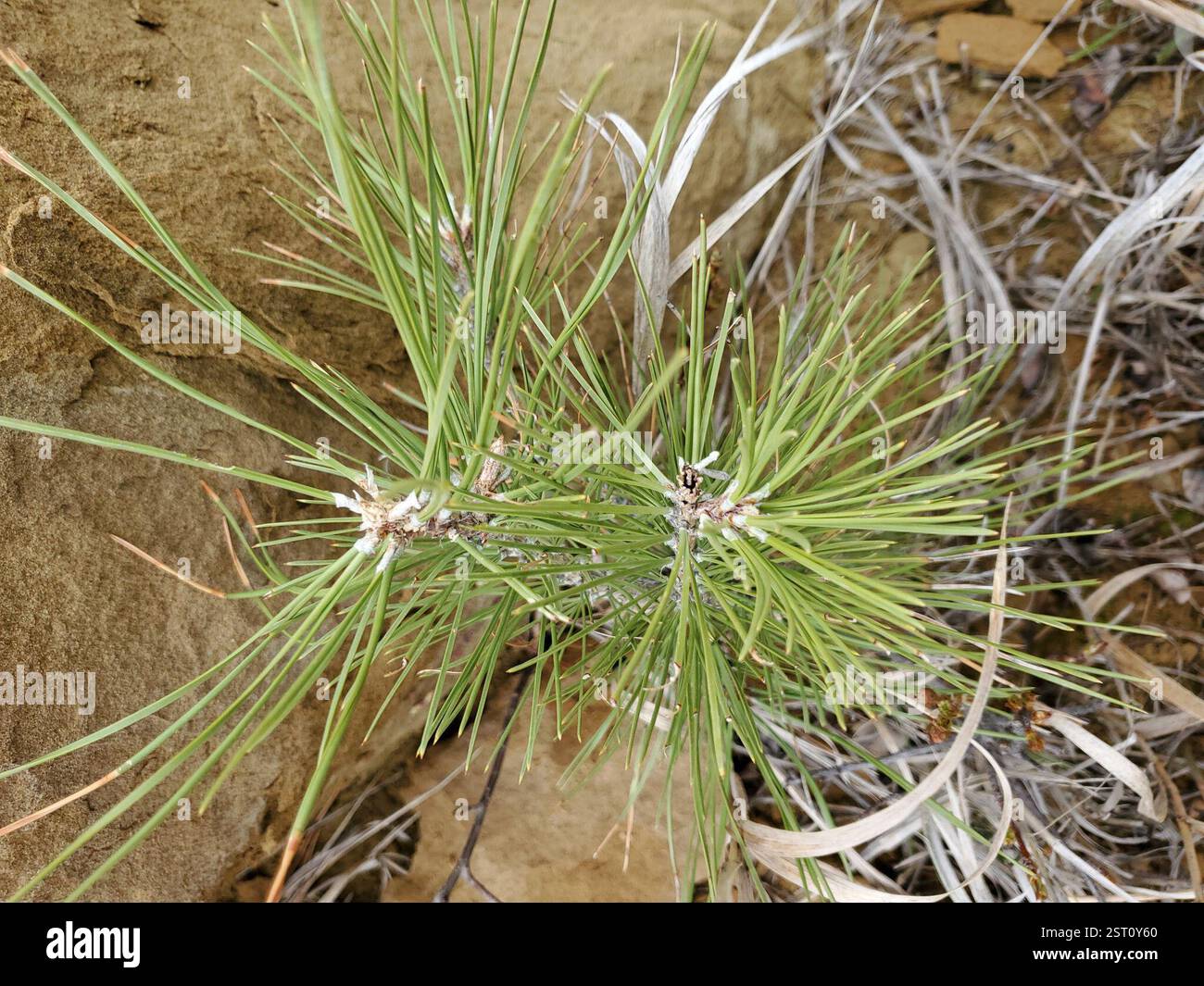 Rocky Mountains Ponderosa Pine (Pinus scopulorum), Plantae, Musselshell County, MT, USA Stockfoto