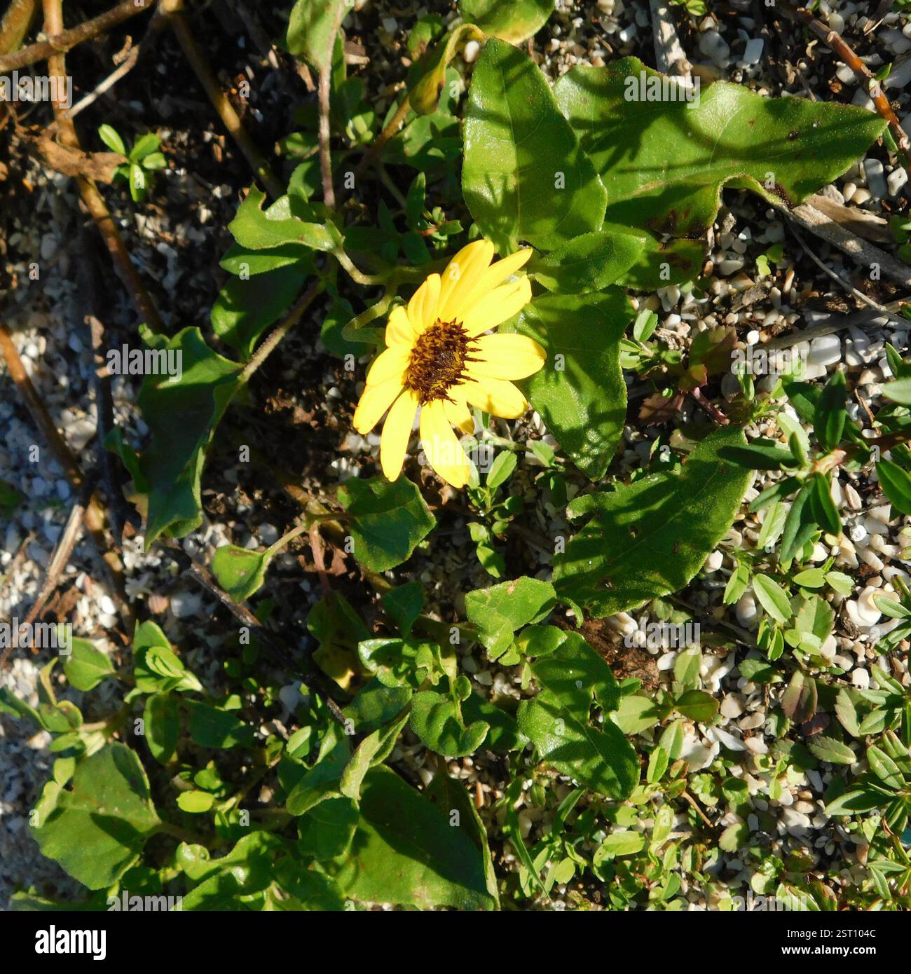 East Coast Dune Sunflower (Helianthus debilis debilis), Plantae, 6503 N Ocean Dr, Dania Beach, FL 33004, USA Stockfoto