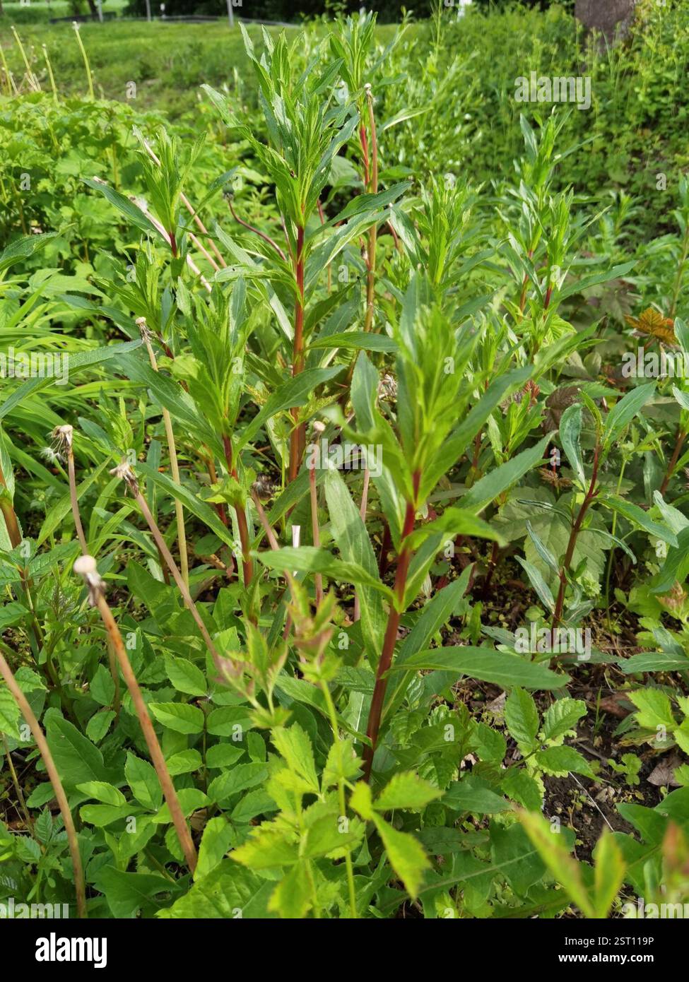 Weidenhirte (Epilobium), Plantae, Emilienhofstraße 2, 37154 Northeim, Deutschland, I. glandulifera in der Nähe eines Grabens Stockfoto