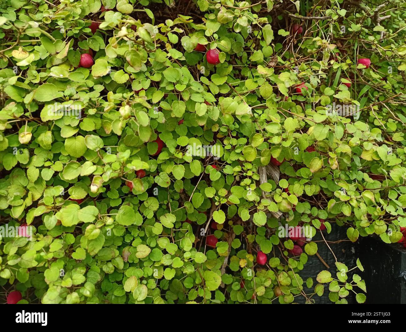 Creeping Fuchsia (Fuchsia procumbens), Plantae, Toups Road Stockfoto