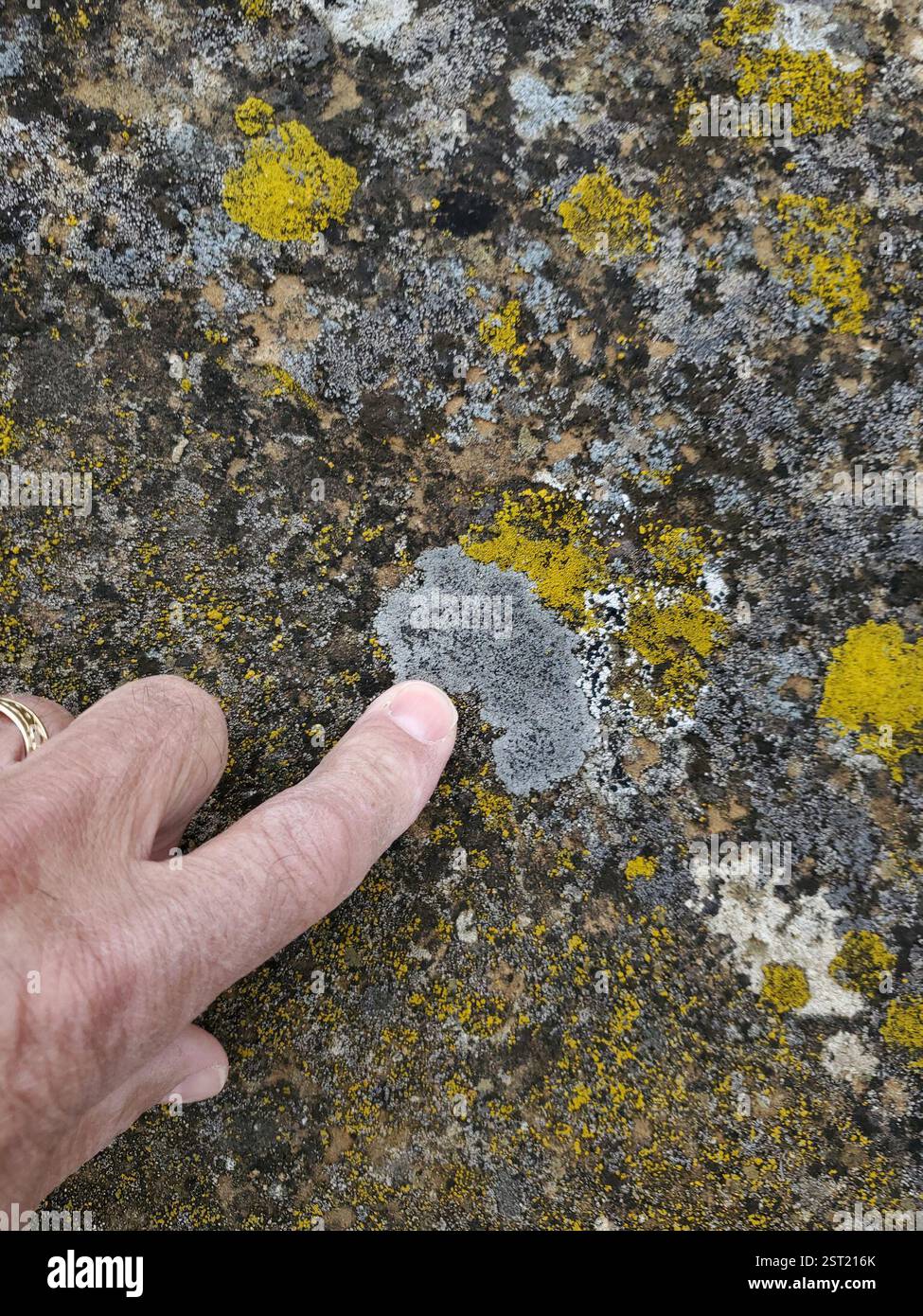 Flechten (Lecanoromycetes), Fungi, Musselshell County, MT, USA Stockfoto