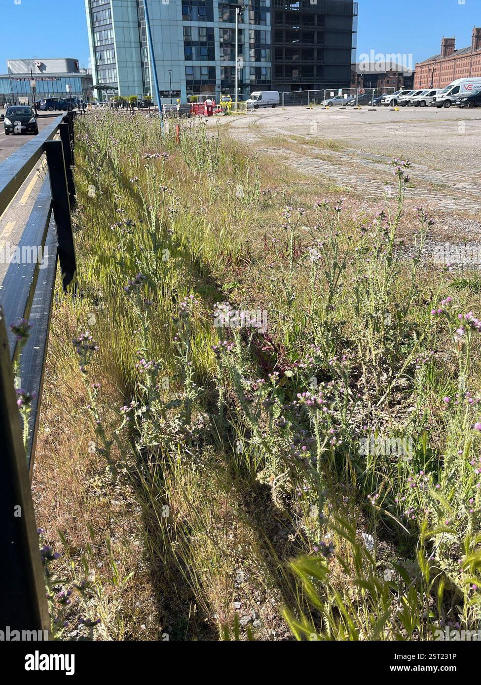 Slender Thistle (Carduus tenuiflorus), Plantae, William Jessop Way, Liverpool, England, GB Stockfoto