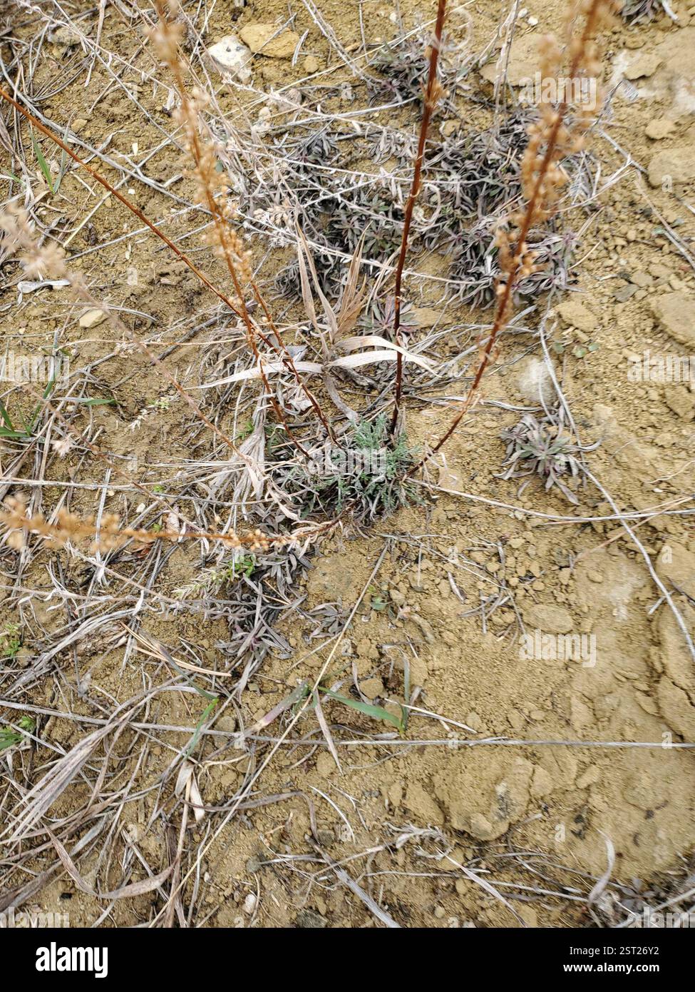 Feldschwert (Artemisia campestris), Plantae, Musselshell County, MT, USA Stockfoto
